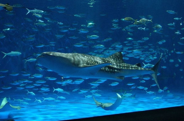 ≪鹿児島観光≫仙厳園＆かごしま水族館入場チケット付【素泊】